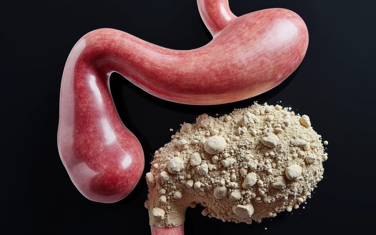 les raisons de la mauvaise digestion des protéines en poudre